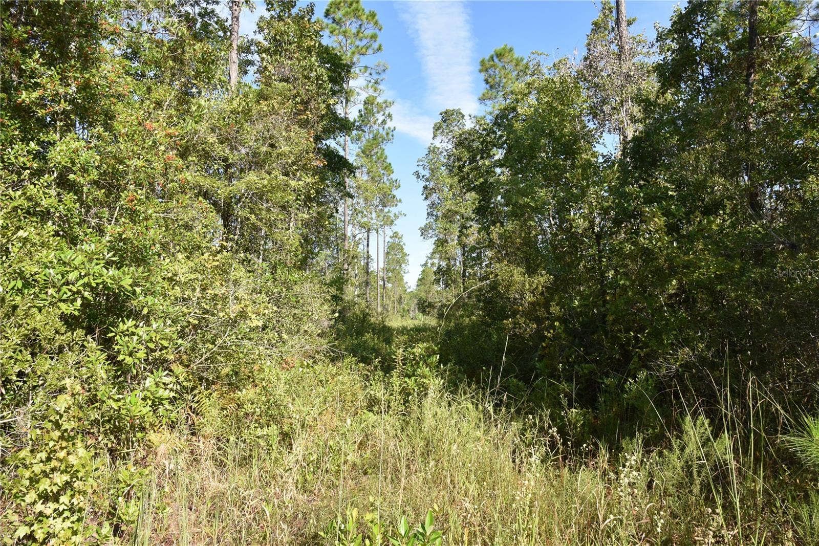 OFF NE 212TH ST., Fort Mc Coy, FL 32134