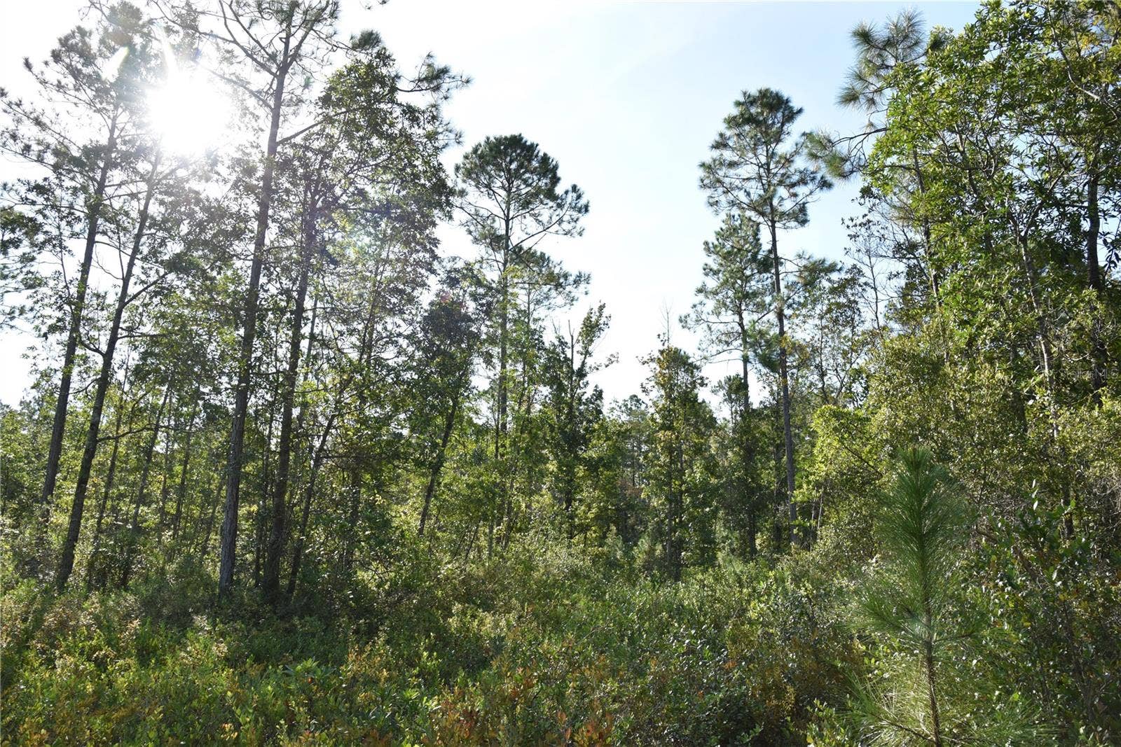 OFF NE 212TH ST., Fort Mc Coy, FL 32134