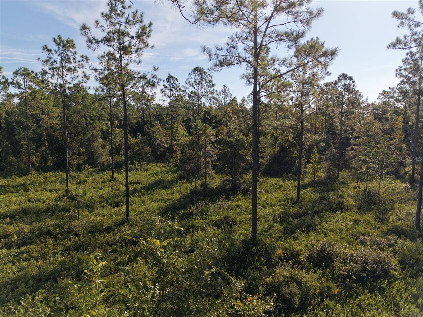 OFF NE 212TH ST., Fort Mc Coy, FL 32134