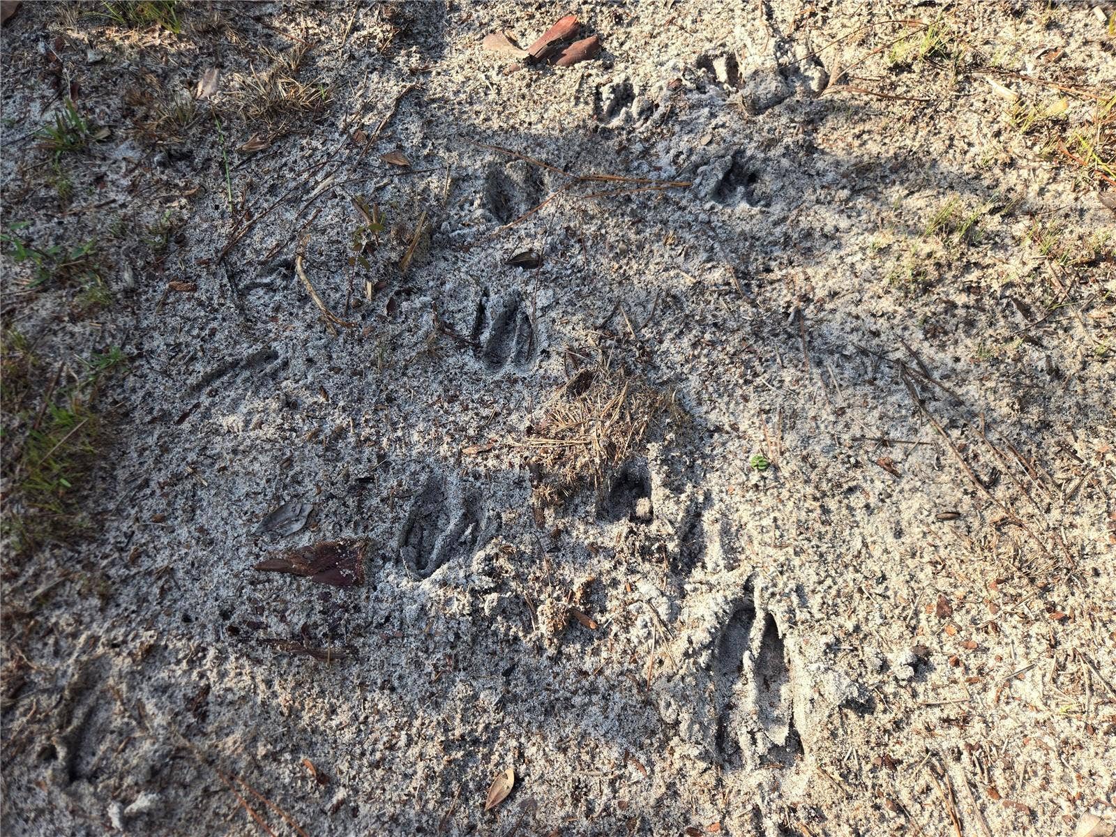 OFF NE 212TH ST., Fort Mc Coy, FL 32134