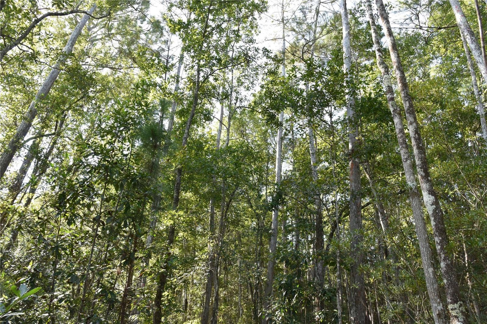 OFF NE 212TH ST., Fort Mc Coy, FL 32134