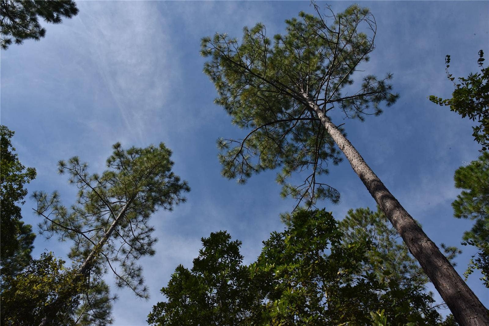 OFF NE 212TH ST., Fort Mc Coy, FL 32134