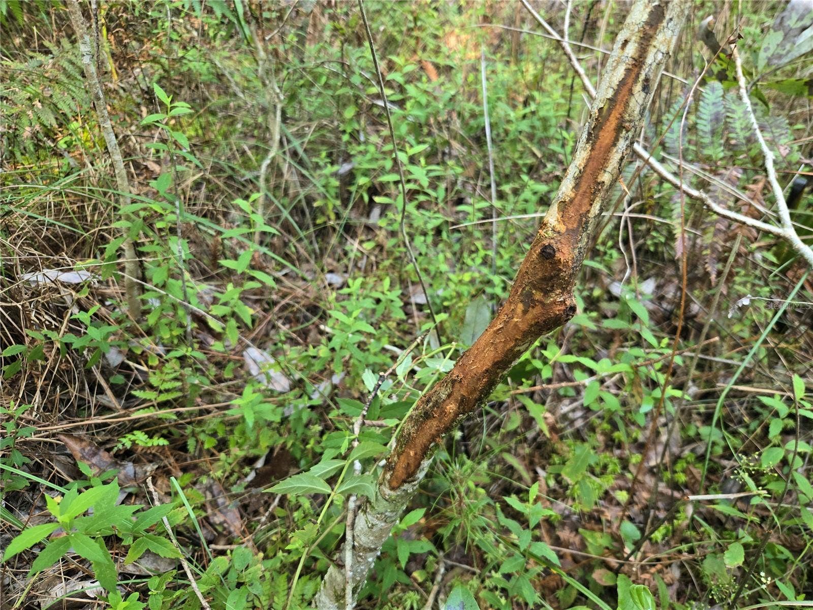 OFF NE 212TH ST., Fort Mc Coy, FL 32134