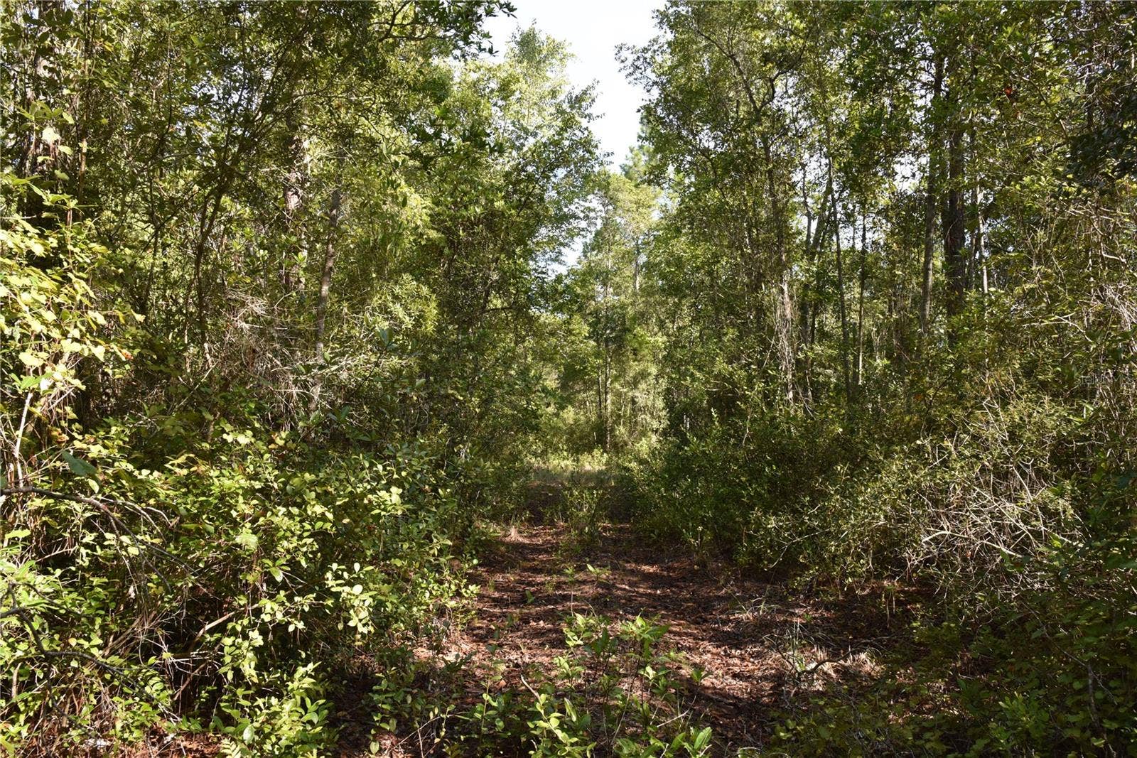 OFF NE 212TH ST., Fort Mc Coy, FL 32134