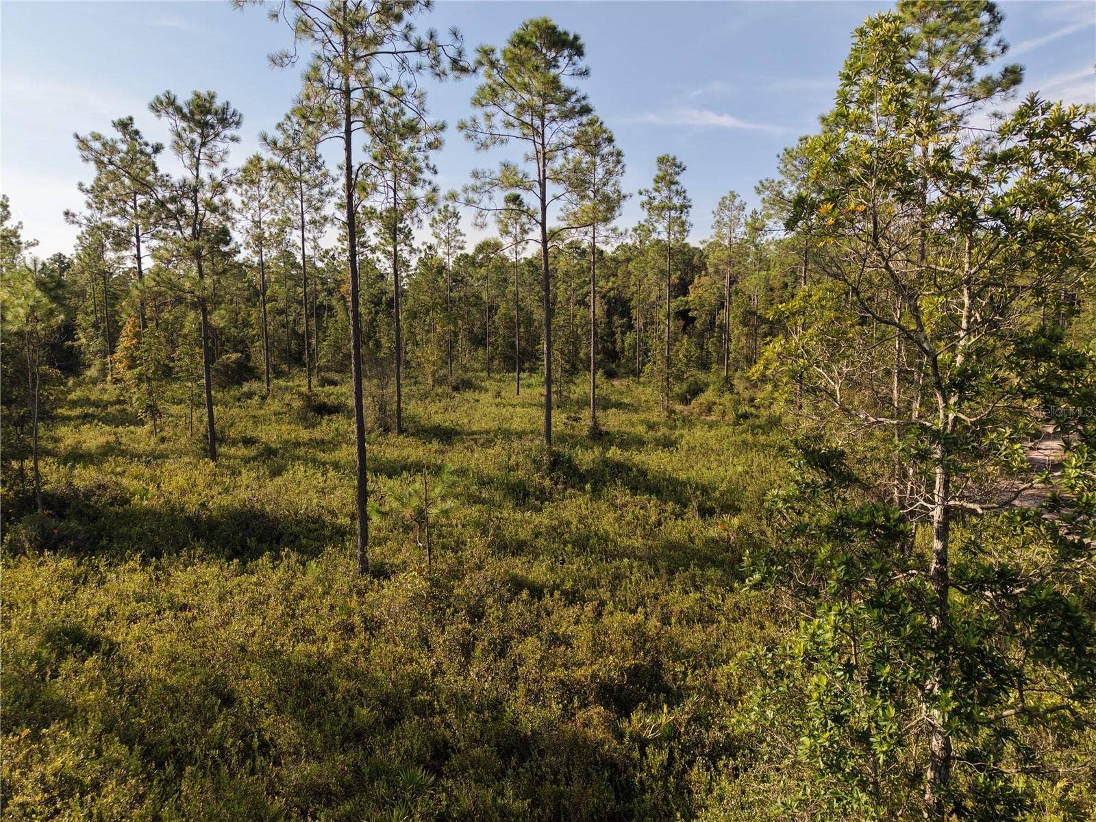 OFF NE 212TH ST., Fort Mc Coy, FL 32134