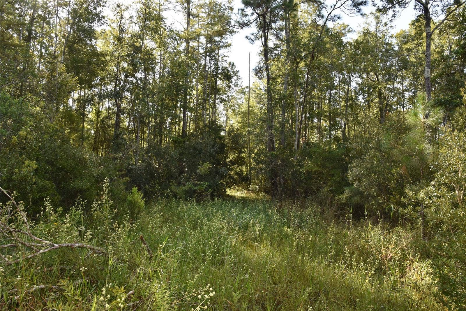 OFF NE 212TH ST., Fort Mc Coy, FL 32134