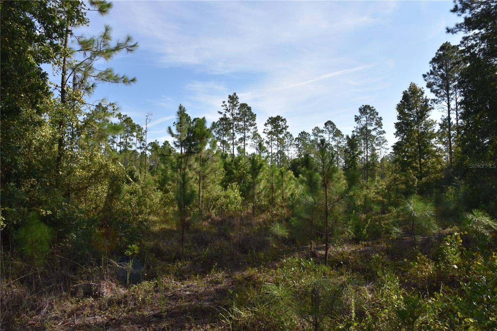 OFF NE 212TH ST., Fort Mc Coy, FL 32134