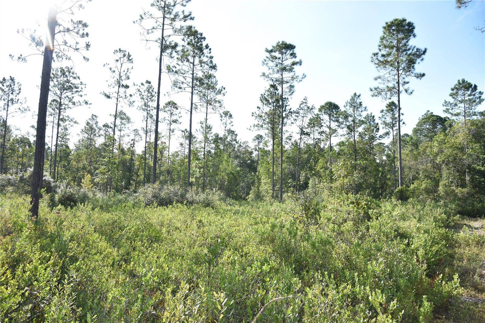 OFF NE 212TH ST., Fort Mc Coy, FL 32134