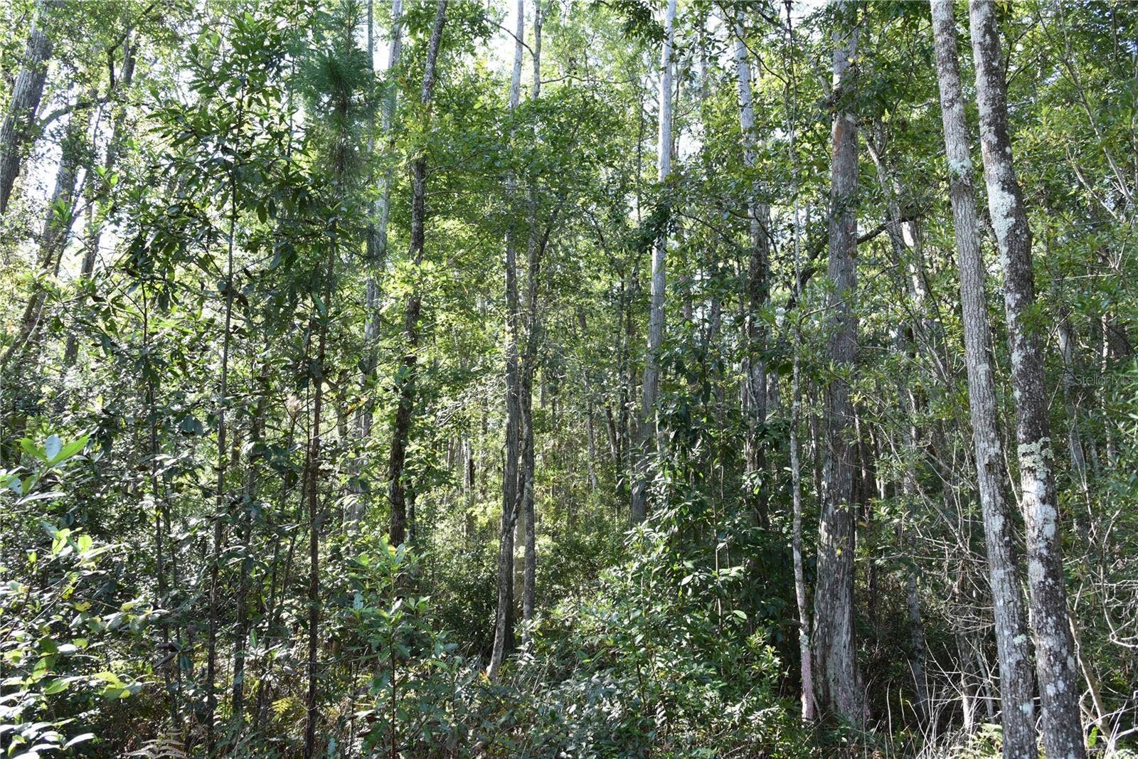 OFF NE 212TH ST., Fort Mc Coy, FL 32134