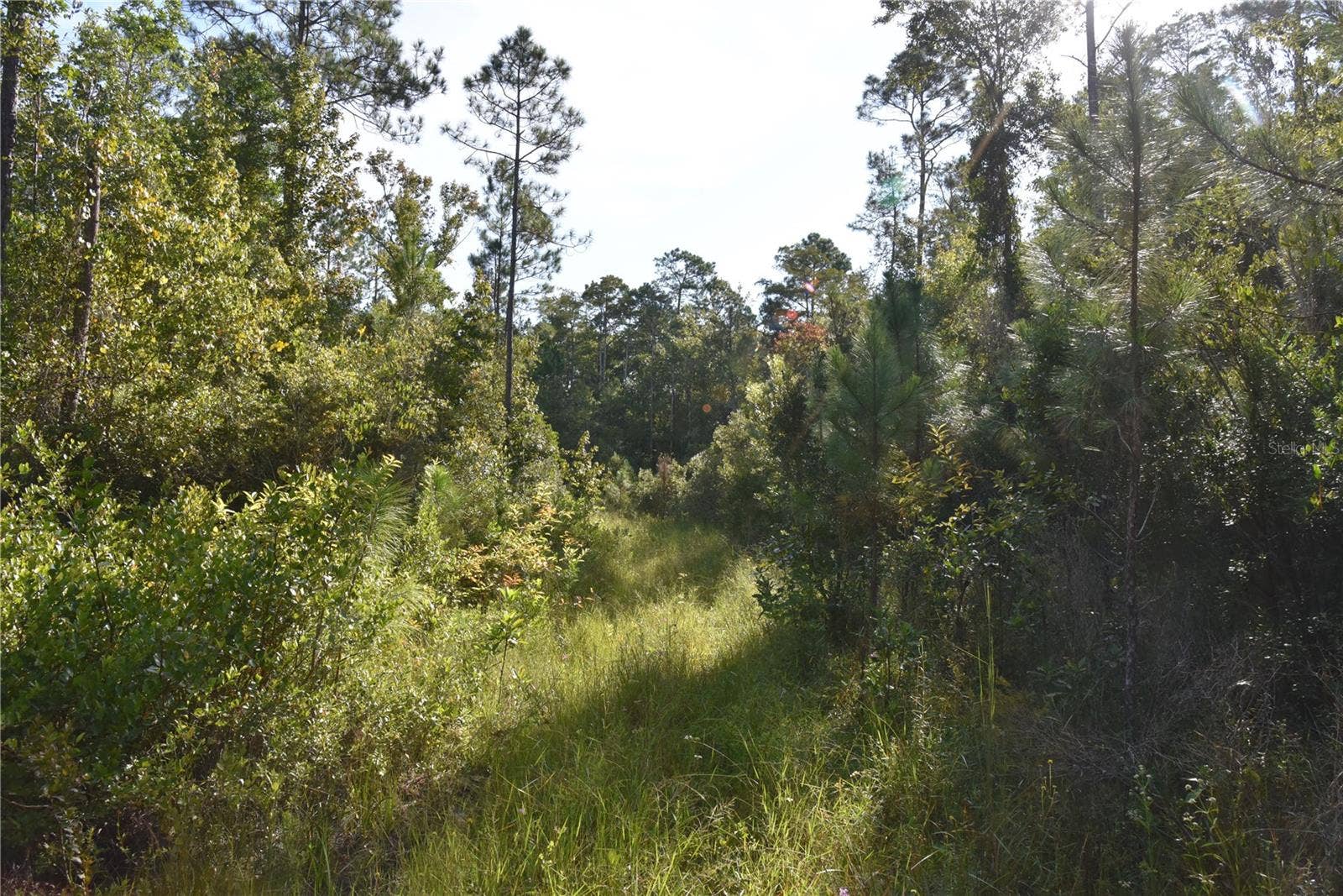 OFF NE 212TH ST., Fort Mc Coy, FL 32134