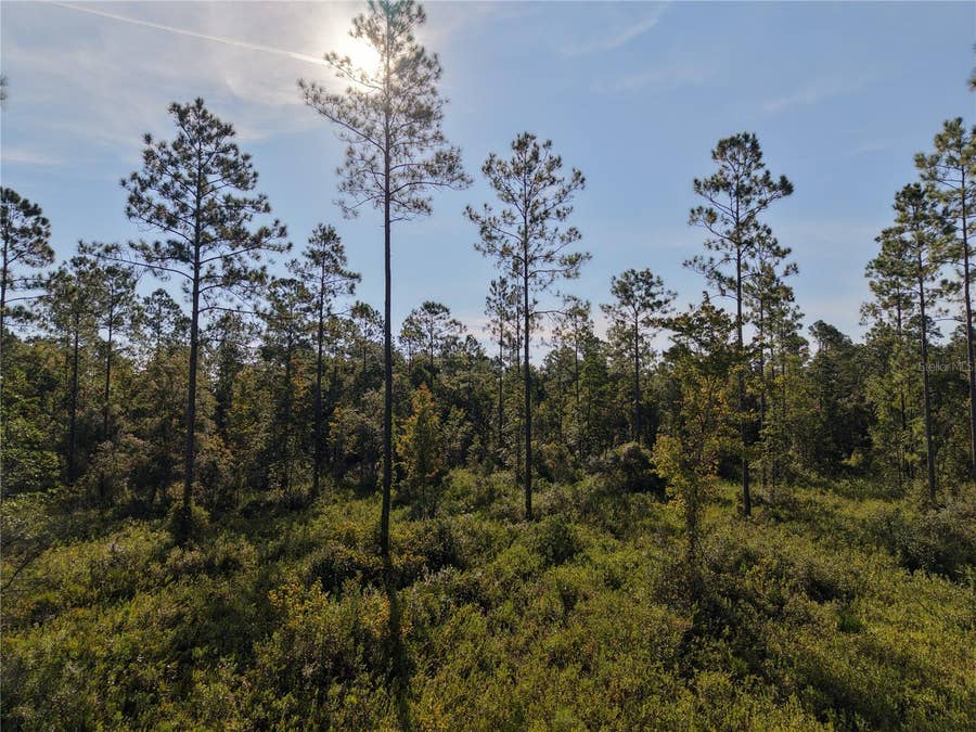 Property photo for OFF NE 212TH ST., Fort Mc Coy, FL