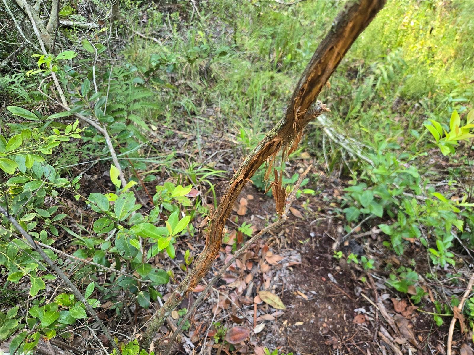 OFF NE 212TH ST., Fort Mc Coy, FL 32134