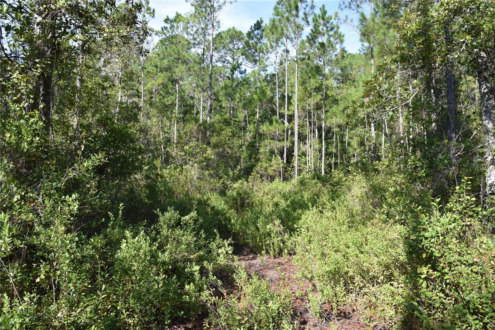 OFF NE 212TH ST., Fort Mc Coy, FL 32134