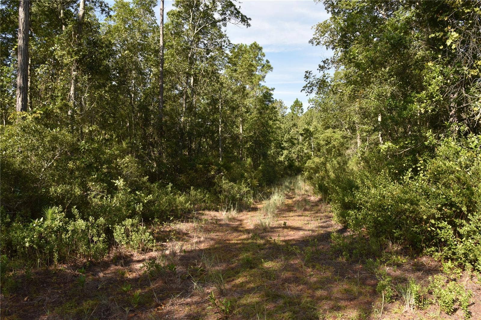 OFF NE 212TH ST., Fort Mc Coy, FL 32134