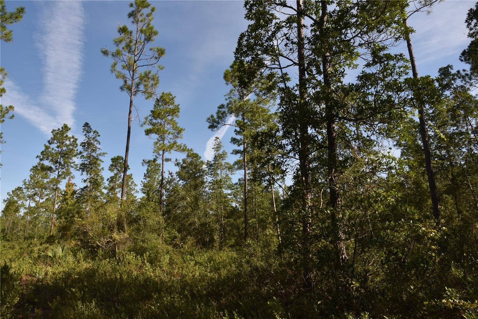 OFF NE 212TH ST., Fort Mc Coy, FL 32134