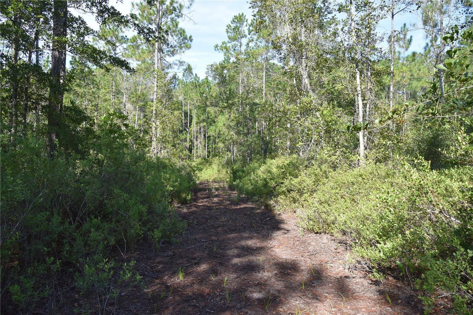 OFF NE 212TH ST., Fort Mc Coy, FL 32134