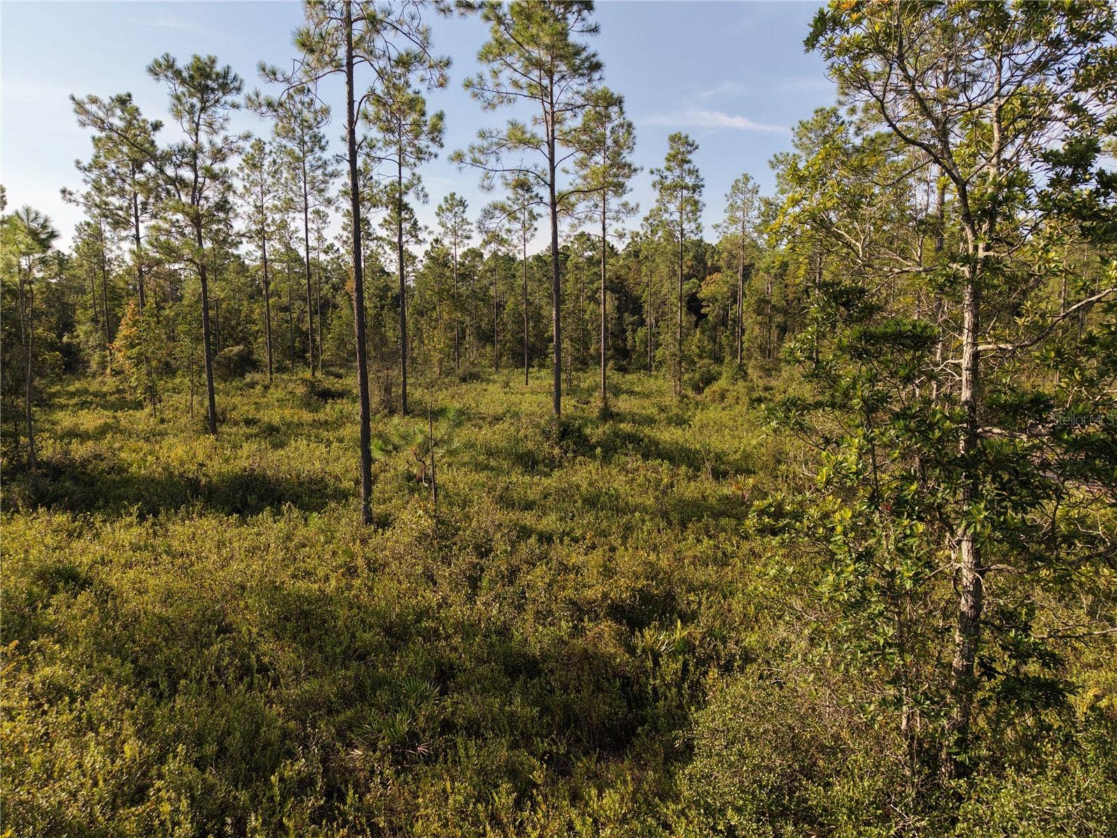 OFF NE 212TH ST., Fort Mc Coy, FL 32134