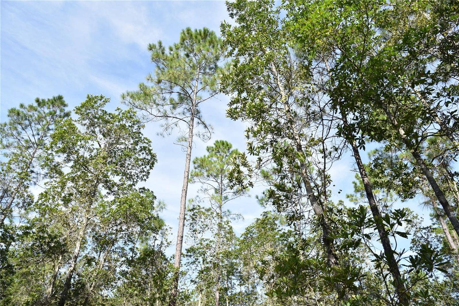 OFF NE 212TH ST., Fort Mc Coy, FL 32134