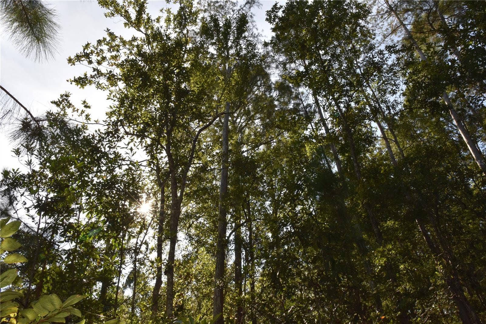 OFF NE 212TH ST., Fort Mc Coy, FL 32134