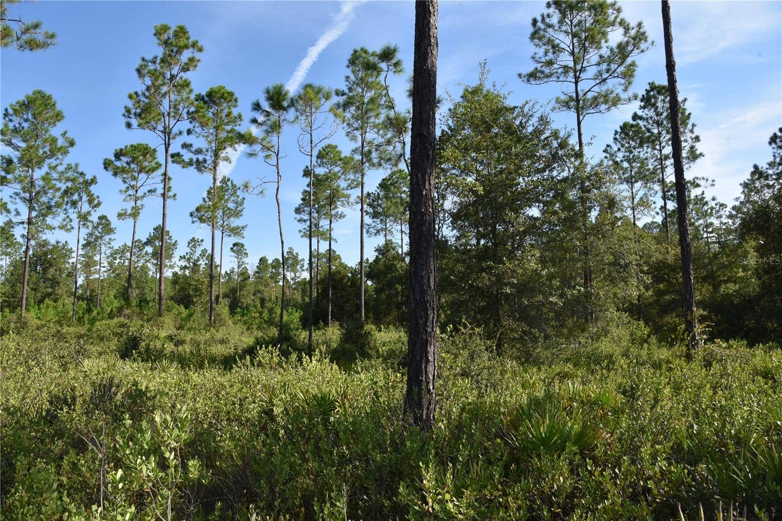 OFF NE 212TH ST., Fort Mc Coy, FL 32134