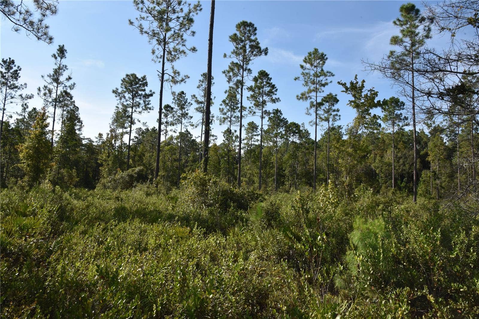 OFF NE 212TH ST., Fort Mc Coy, FL 32134