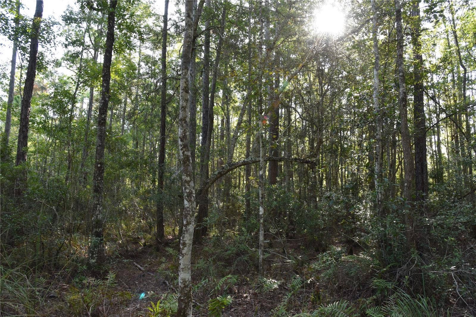 OFF NE 212TH ST., Fort Mc Coy, FL 32134