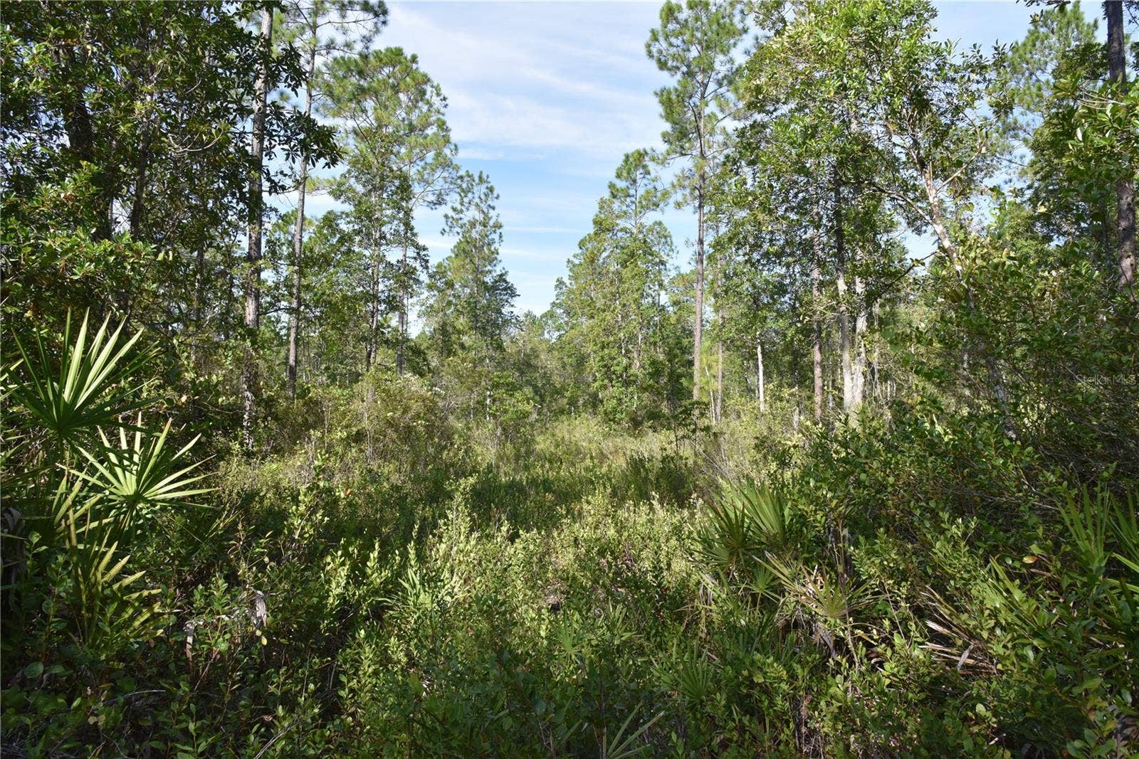 OFF NE 212TH ST., Fort Mc Coy, FL 32134
