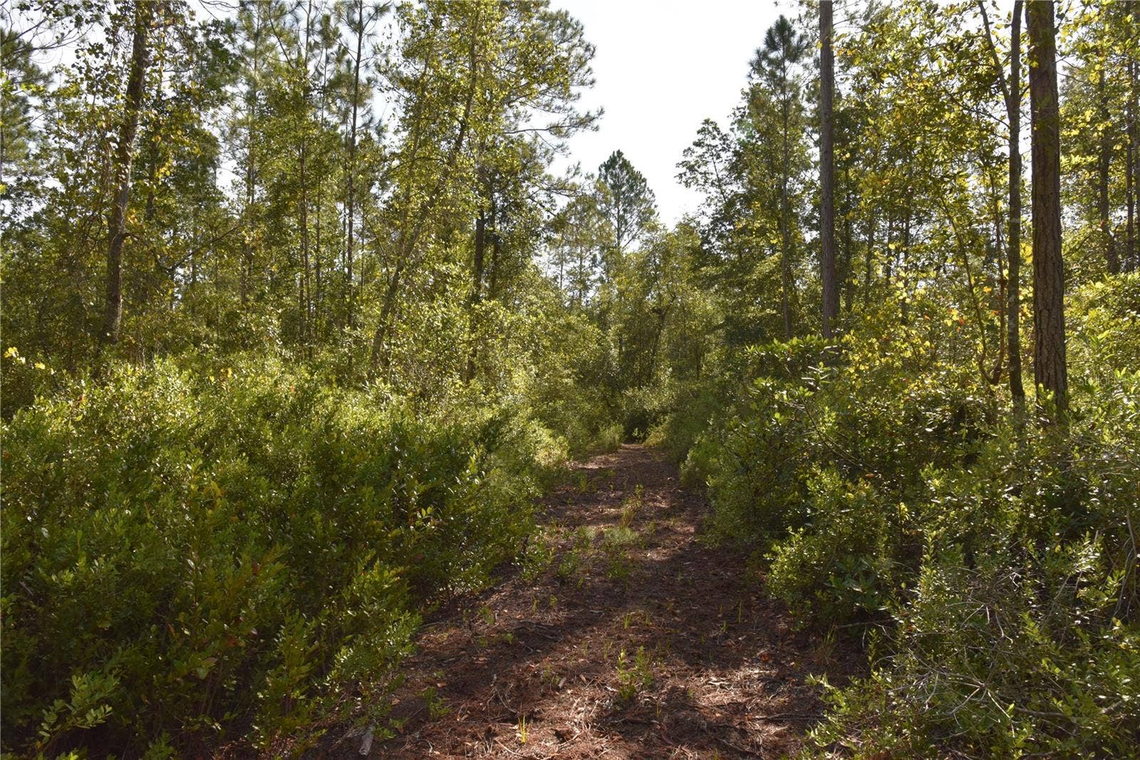 OFF NE 212TH ST., Fort Mc Coy, FL 32134