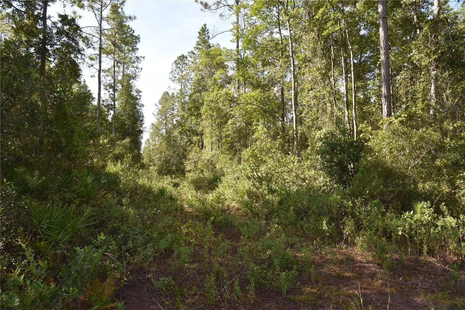 OFF NE 212TH ST., Fort Mc Coy, FL 32134