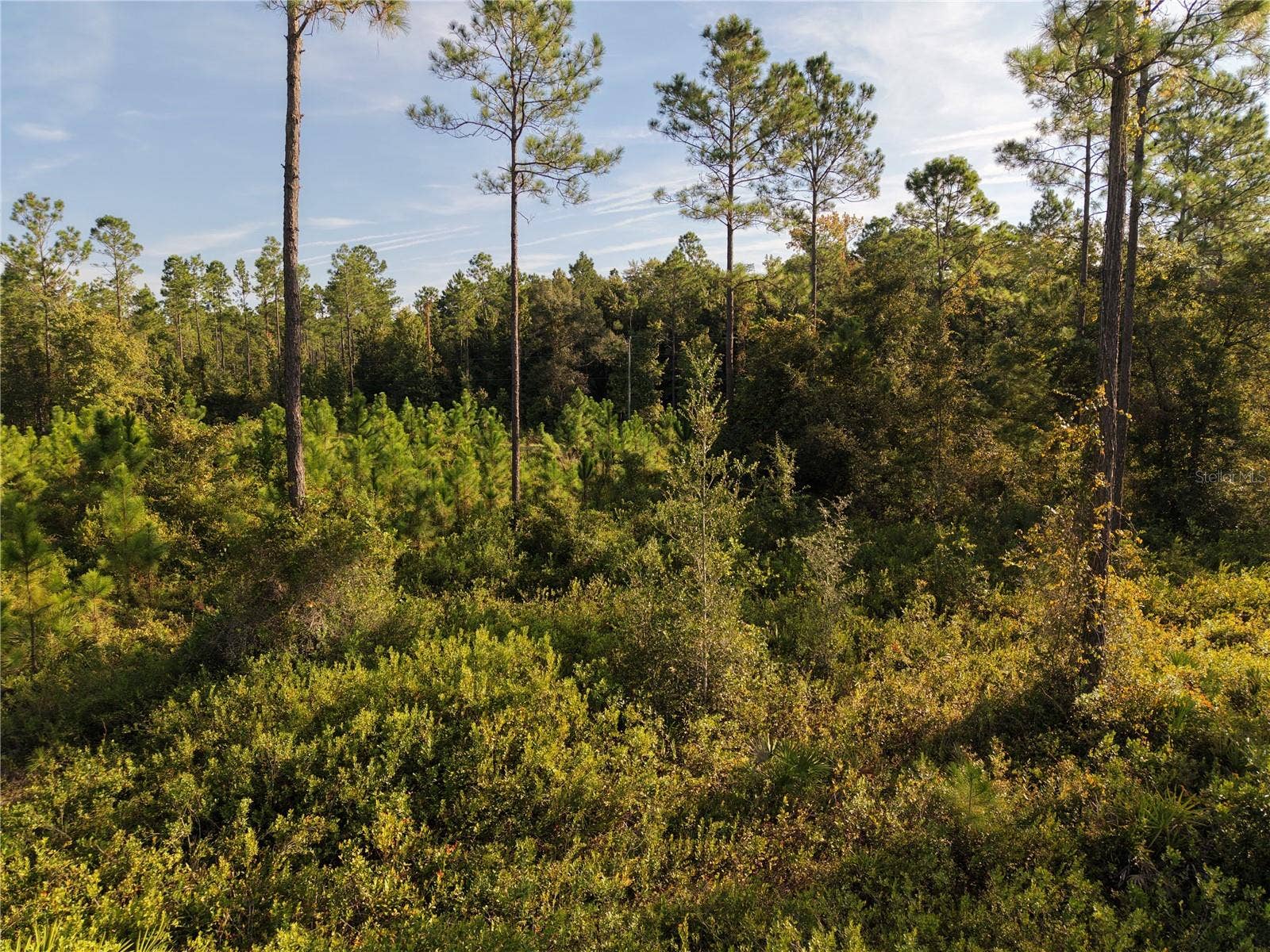 OFF NE 212TH ST., Fort Mc Coy, FL 32134