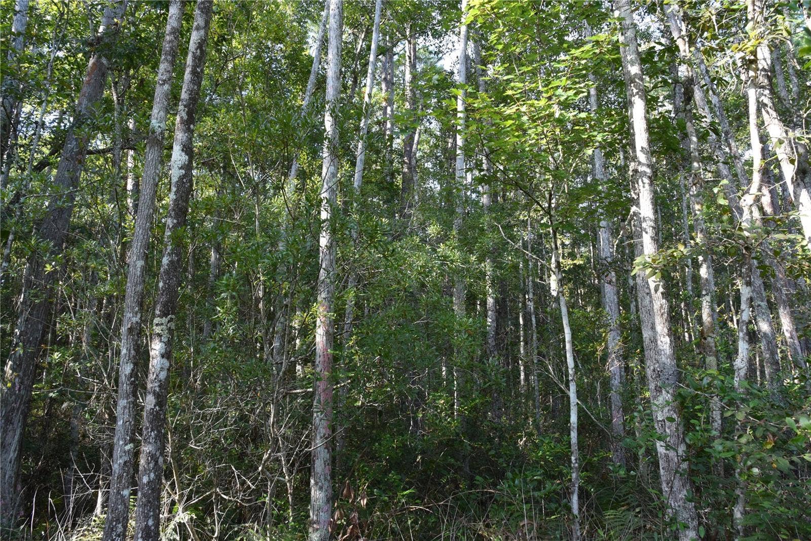 OFF NE 212TH ST., Fort Mc Coy, FL 32134