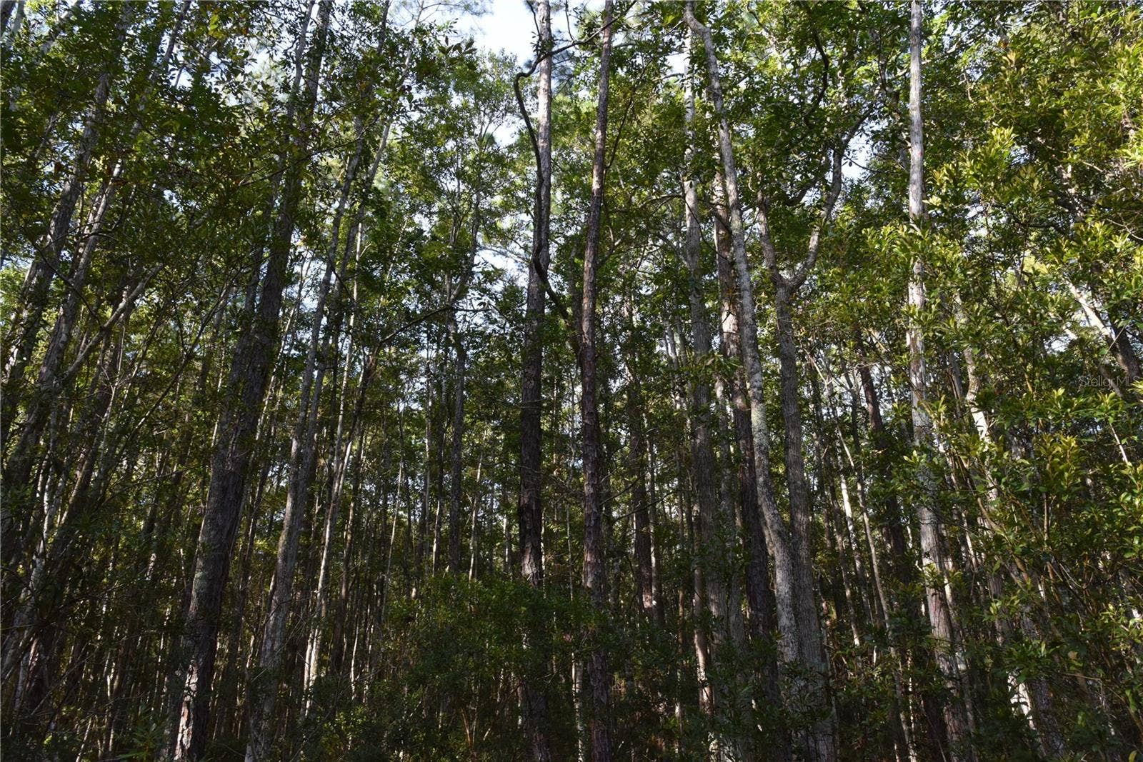 OFF NE 212TH ST., Fort Mc Coy, FL 32134