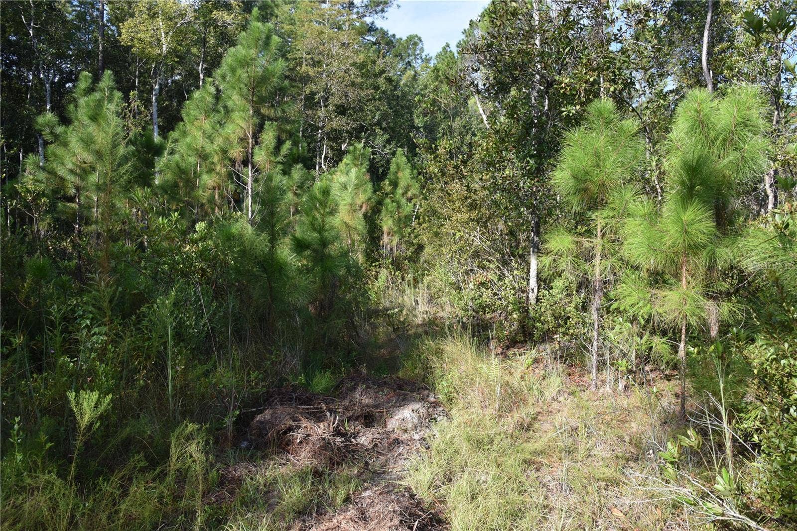 OFF NE 212TH ST., Fort Mc Coy, FL 32134