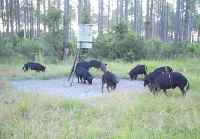 0 DOC SMITH ROAD, Bronson, FL 32621