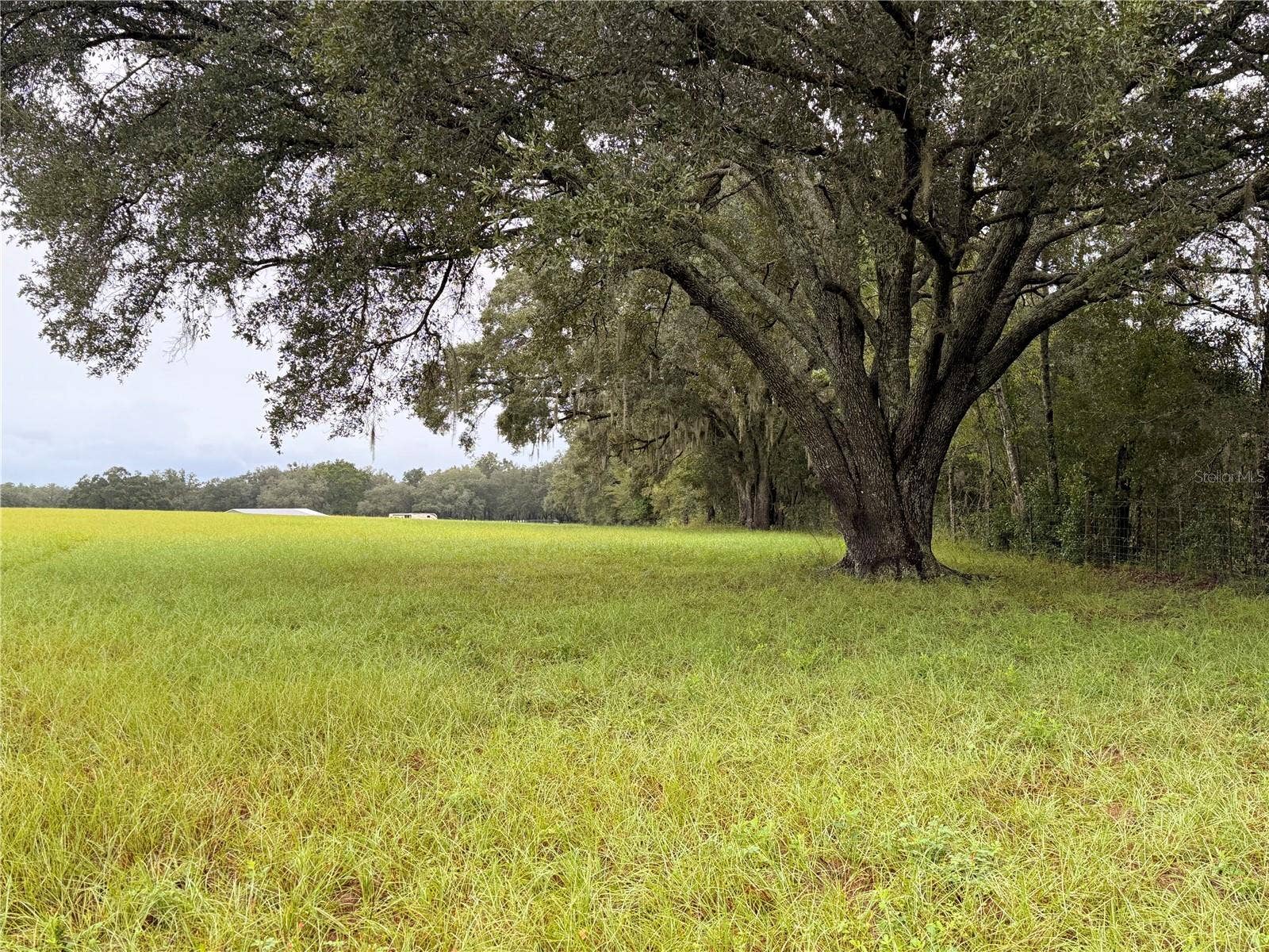 Beautiful oaks.