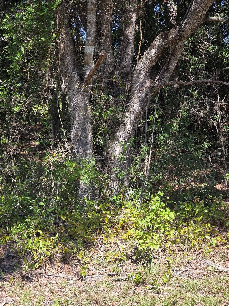 Property photo for 115 STREET ROAD, Ocklawaha, FL