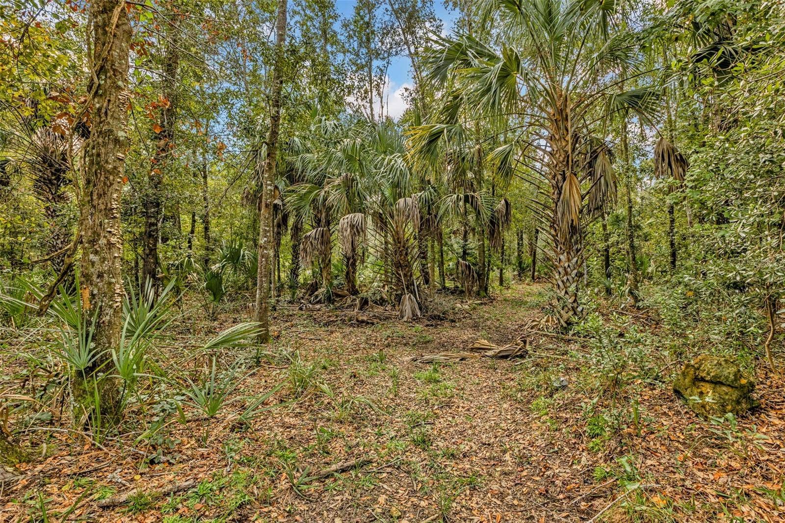 122 Tract SW BUCK TRAIL RD, Chiefland, FL 32626