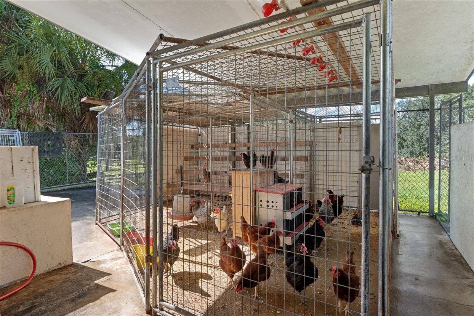 Chickens