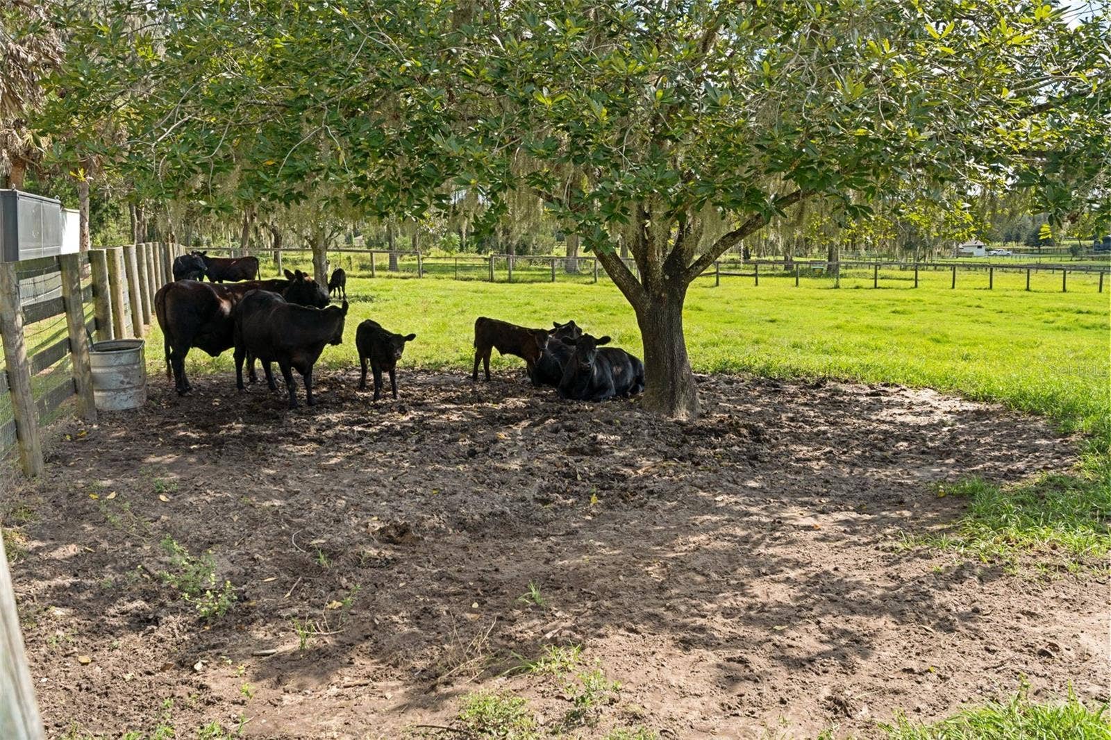 Cows in Pasture