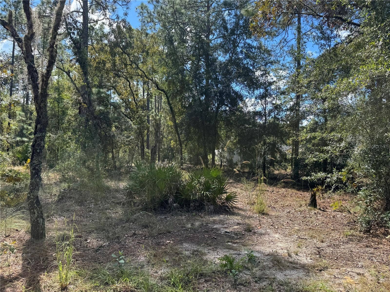 Lot 21 SW 157TH COURT, Ocala, FL 34481 LOT 21 LOOKING FROM FRONT OF .24 ACRE LOT (WESTSIDE) TO CENTER AND BACK, (EASTSIDE) OF LOT. TO THE RIGHT (SOUTHSIDE OF LOT), IS NEIGHBORING PROPERTY. TO THE LEFT IS 2615 SW 15TH CT HOME FOR SALE ALSO. BOTH PROPERTIES CAN BE SOLD TOGETHER OR SEPARATE