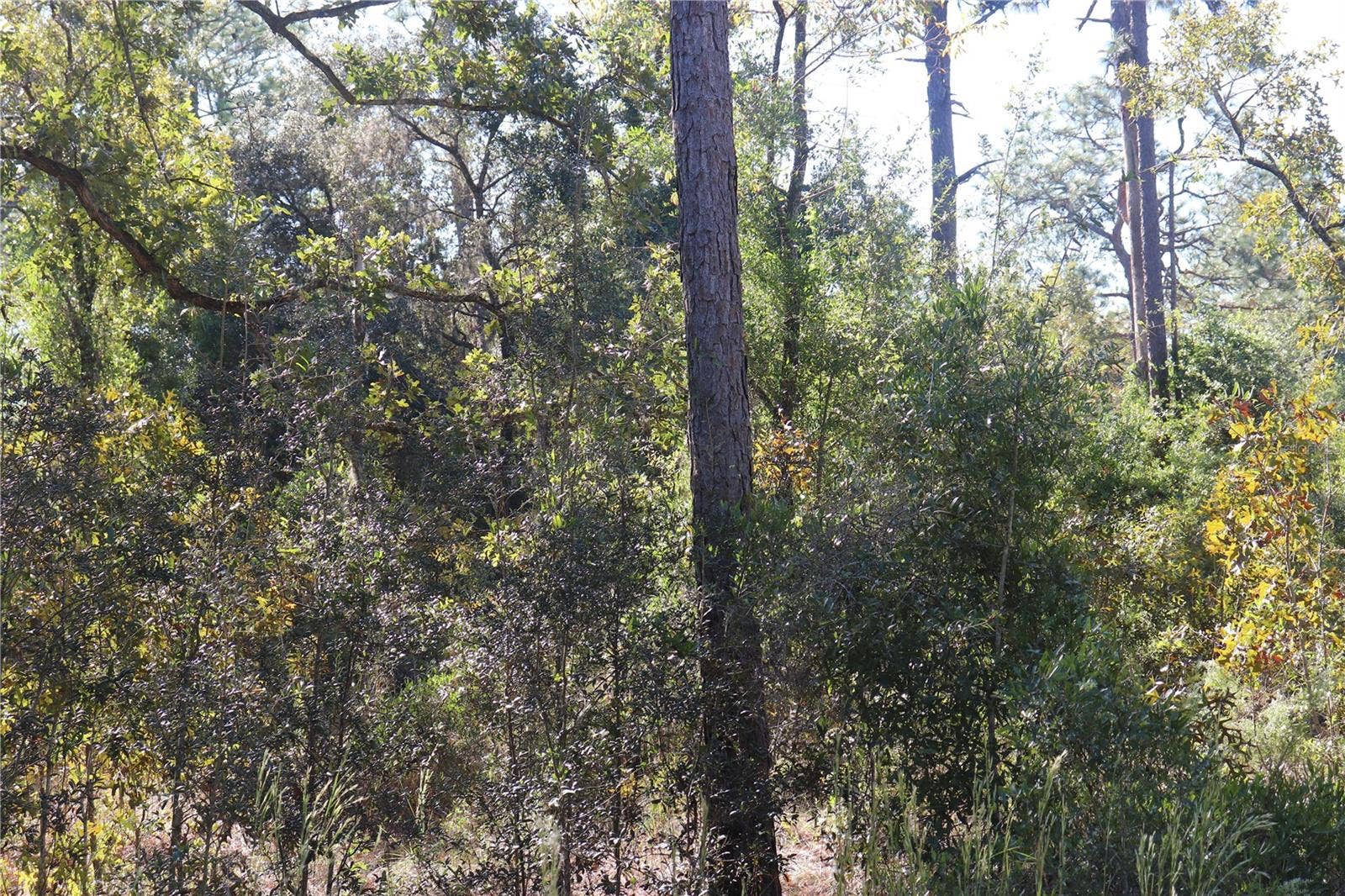 5756 W CONNETQUOT PLACE, Dunnellon, FL 34433 5756 W CONNETQUOT PLACE, Dunnellon, FL 34433