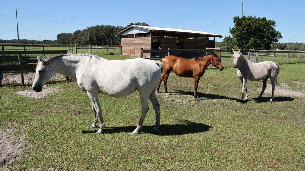 9238 FORT KING ROAD, Dade City, FL 33525 9238 FORT KING ROAD, Dade City, FL 33525