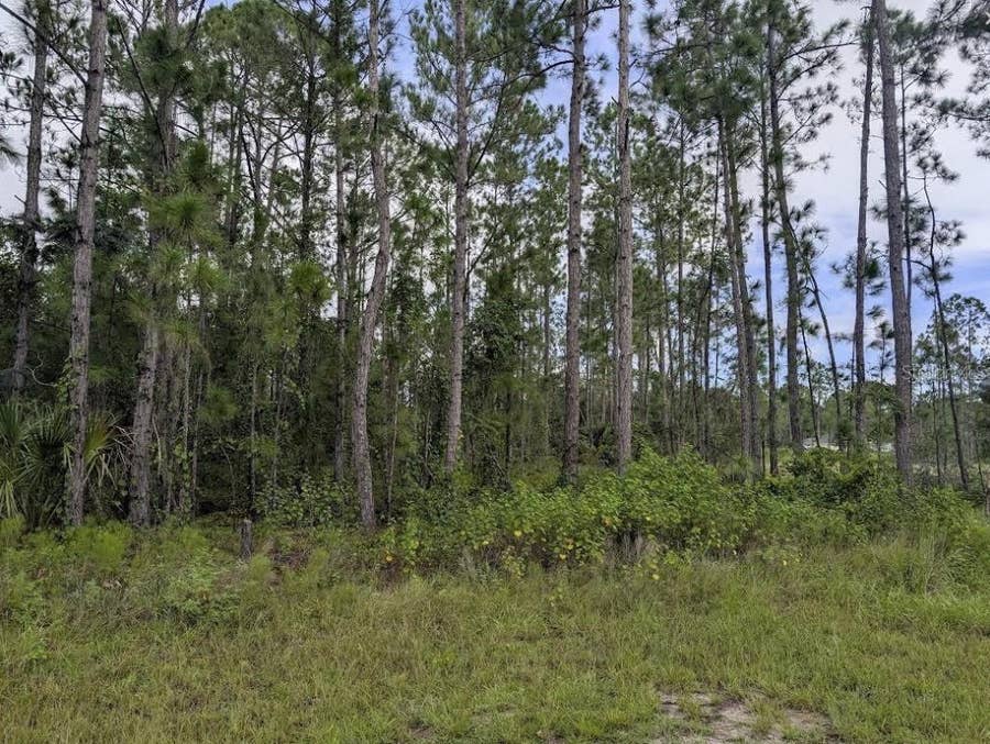 Property photo for 1122 POINCIANA DRIVE, Indian Lake Estates, FL