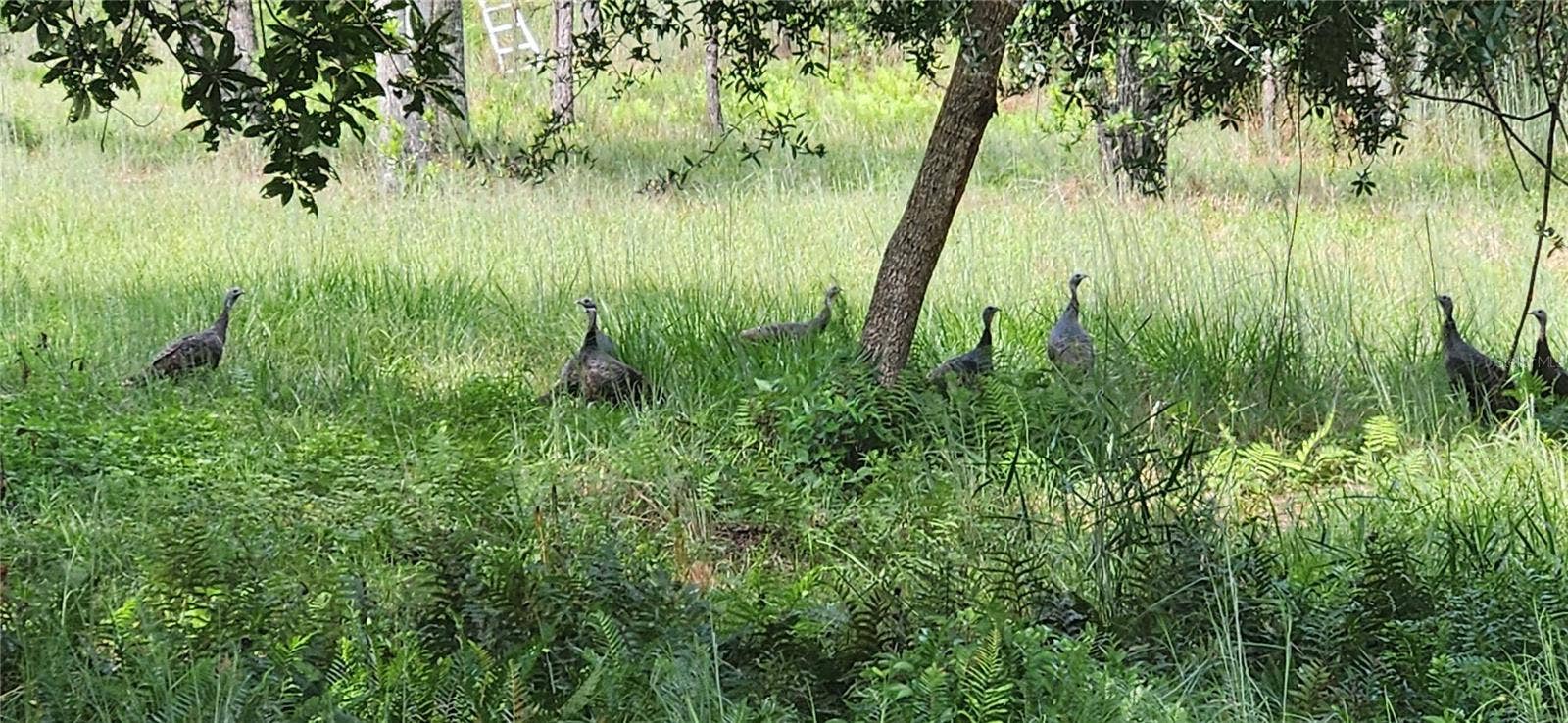 GILLETTE ROAD, Zolfo Springs, FL 33890 GILLETTE ROAD, Zolfo Springs, FL 33890