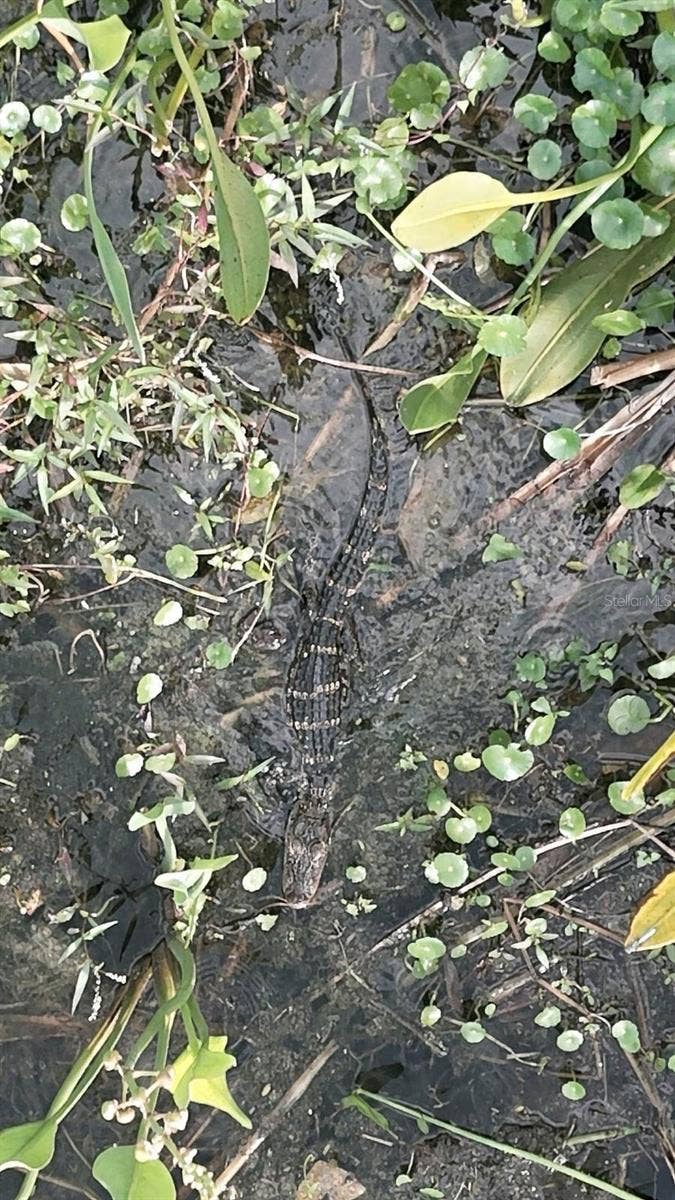 1501 N LAKE HOWARD DRIVE, Winter Haven, FL 33881 "Junior" the baby gator wants you to buy this home
