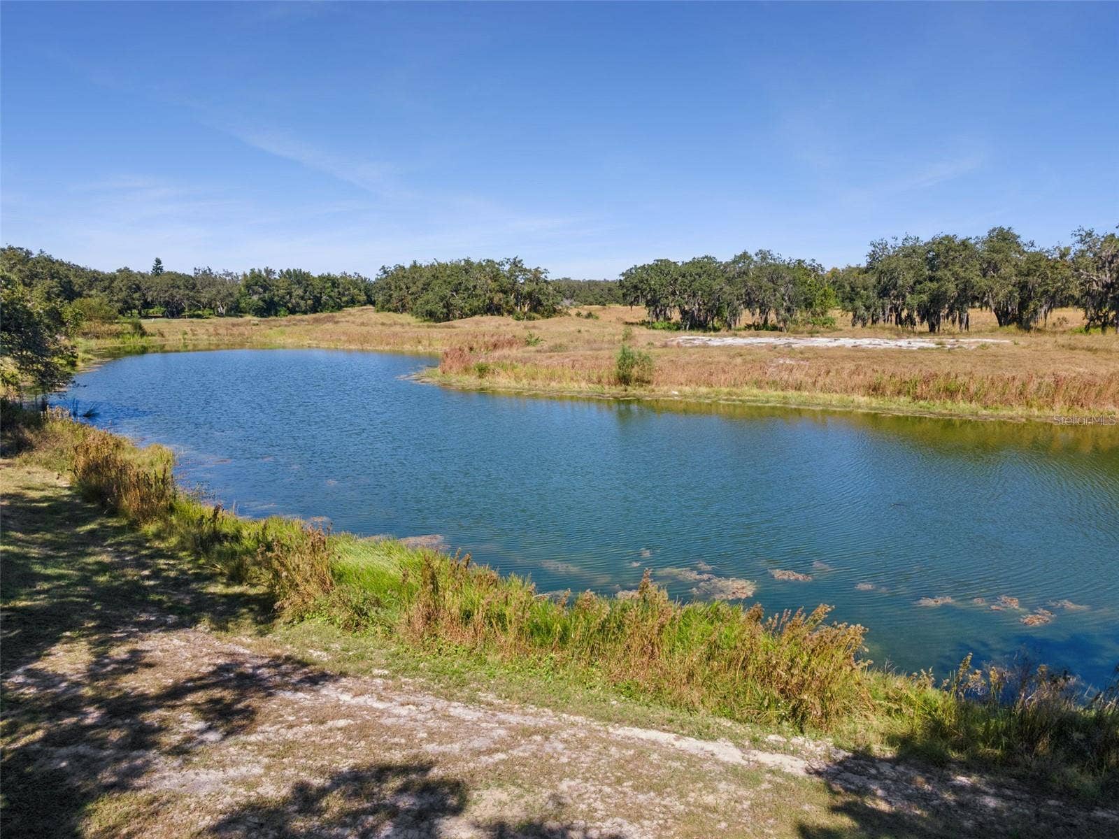 Pond