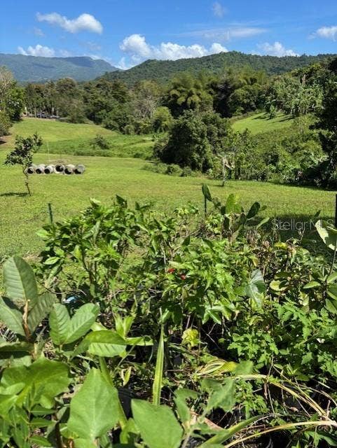 Bo Collores CARR#936  KM 1.0, Solar #1, Las Piedras, PR 00771