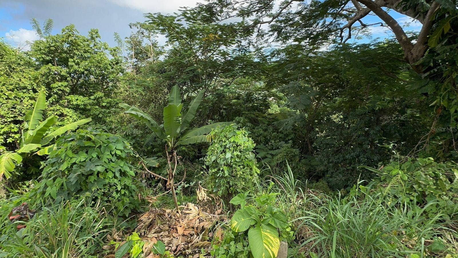 PR. 813 Km 2.1 BO. NUEVO, Naranjito, PR 00719 PR. 813 Km 2.1 BO. NUEVO, Naranjito, PR 00719