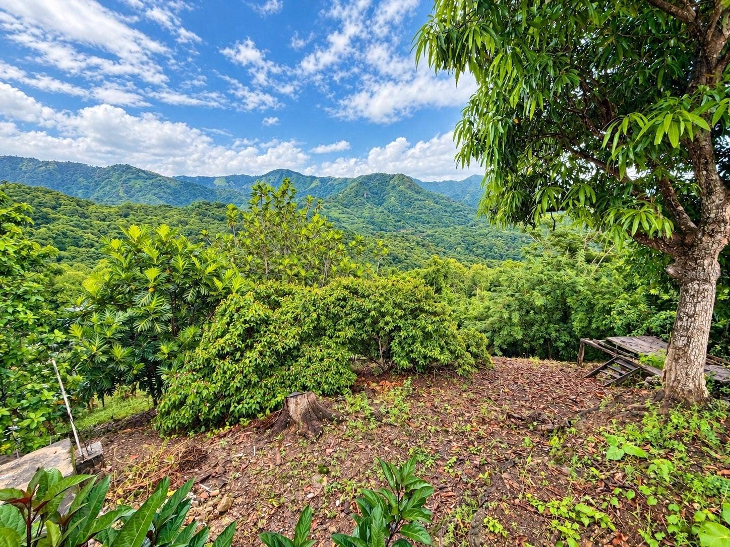 CARR 371 BO COLLORES SECT FRANCIA, Yauco, PR 00698 CARR 371 BO COLLORES SECT FRANCIA, Yauco, PR 00698