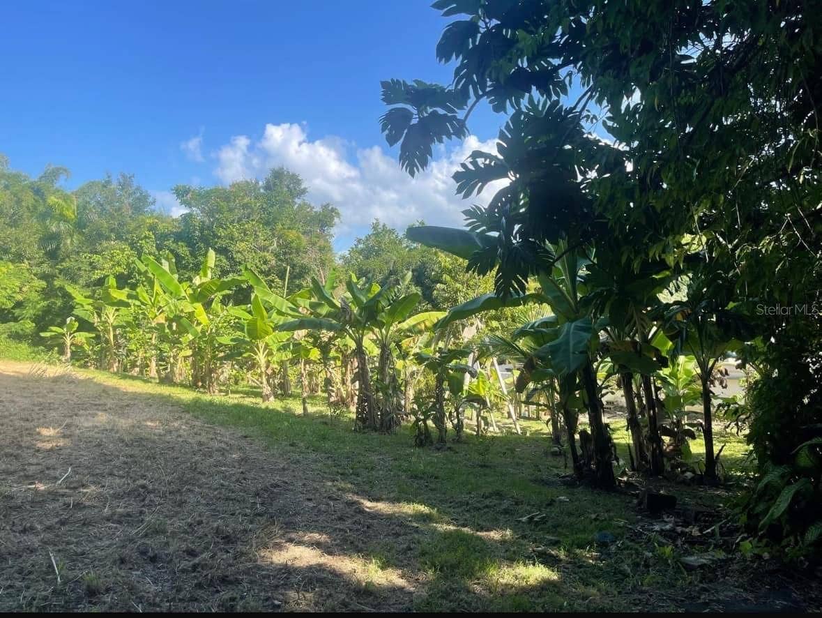844 CARR 844 KM 3.5, San Juan, PR 00929 Cleared planting area with banana rows